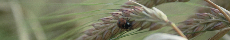 Gerstaar met lieveheersbeestje